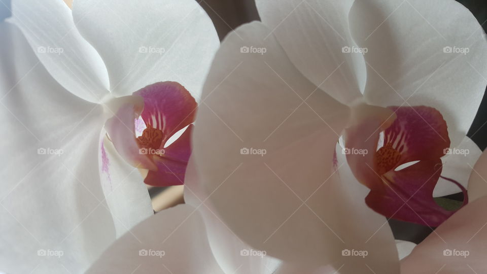 Orchidée