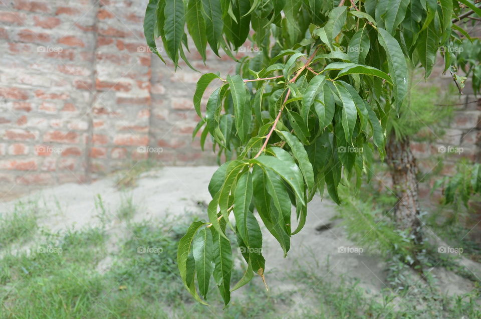 Leaf, Nature, Flora, Outdoors, No Person