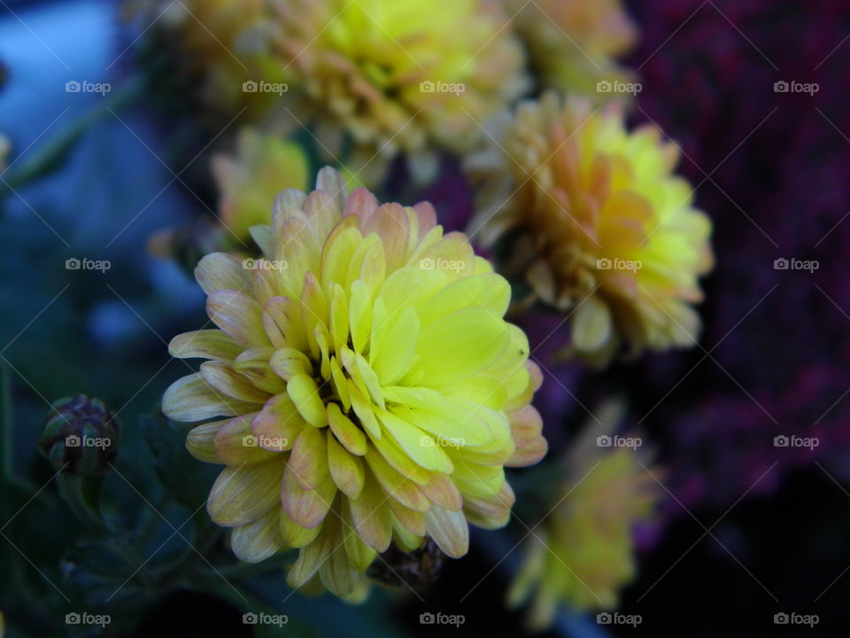 beautiful yellow flower