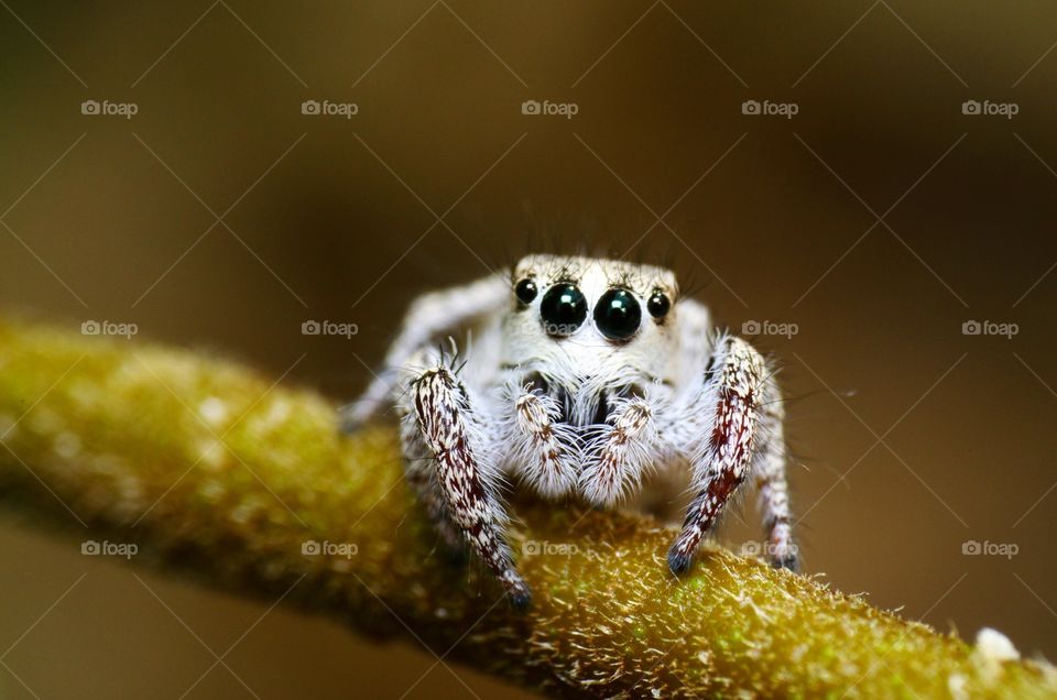 Macro shot of a jumping spider.