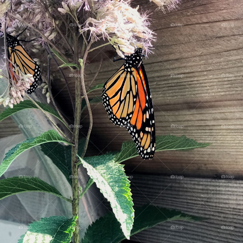 A bright orange and black butterfly hangs upside down on a purple flower with green leaves on a sunny summer day. 