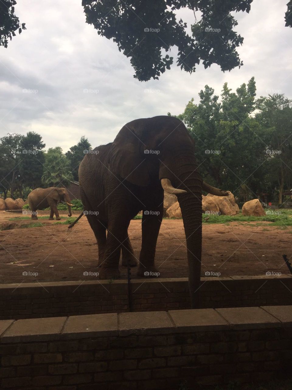 mighty African Elephant