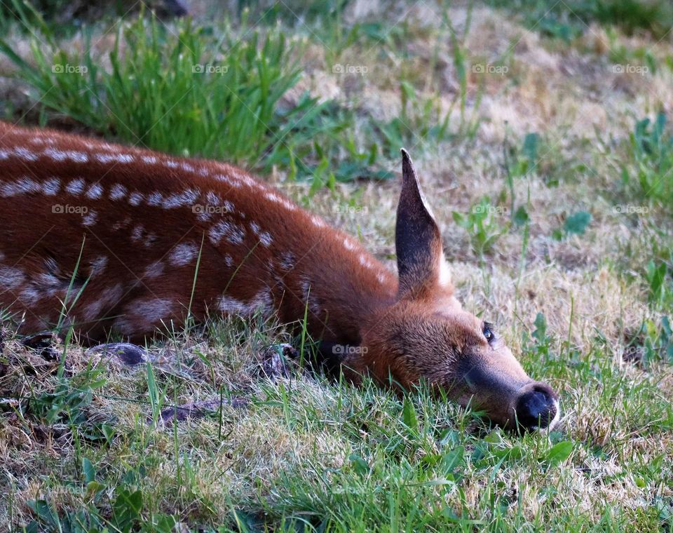 Fawn taking a nap