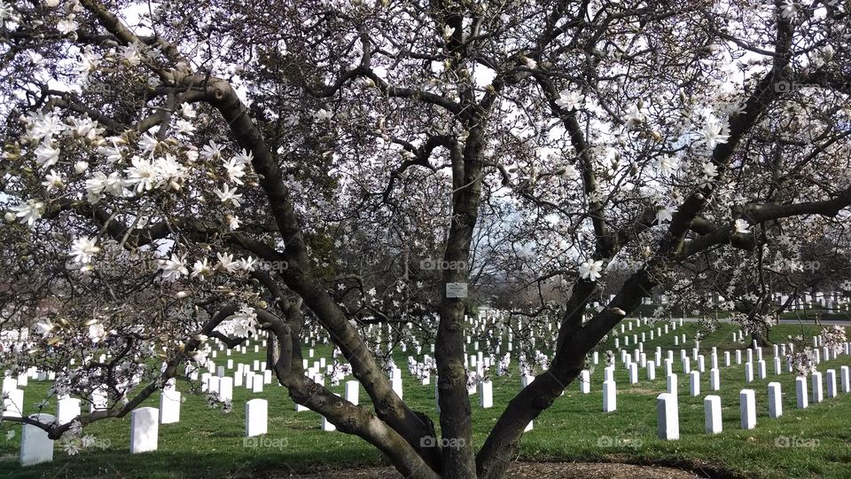 Arlington national cemetery . Arlington national cemetery