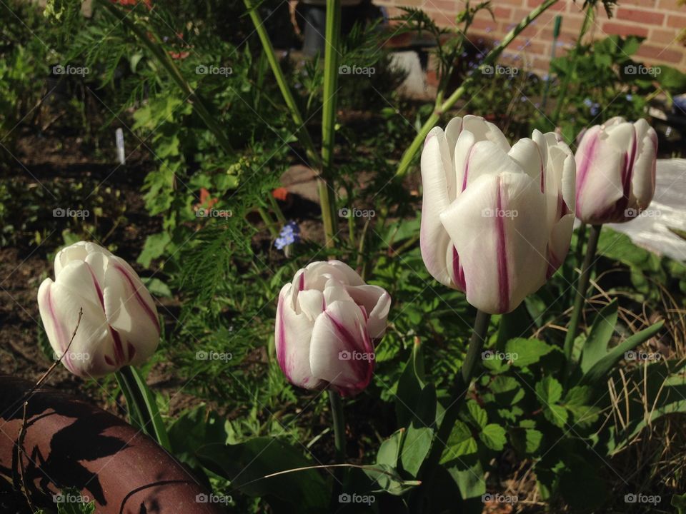 White and red tulips blooming in spring.