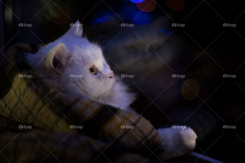 Beautiful furry white cat