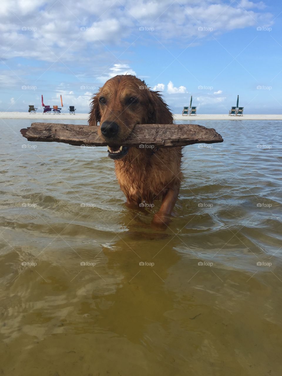 Portrait of a dog holding stick