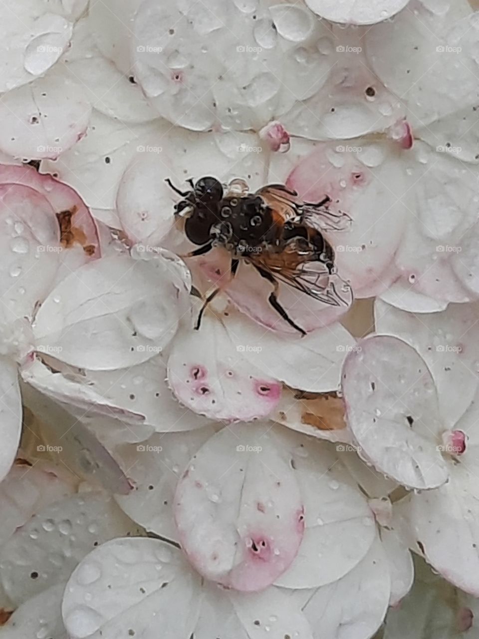 raindrops on hydrangea flowers and on a fly