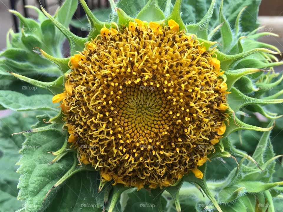 Dwarf Teddy Bear Sunflower.