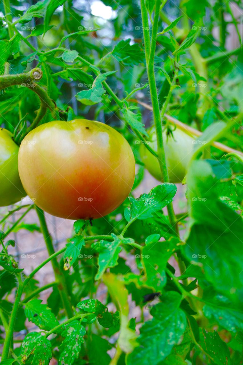 Tomatoes organic and ripening 