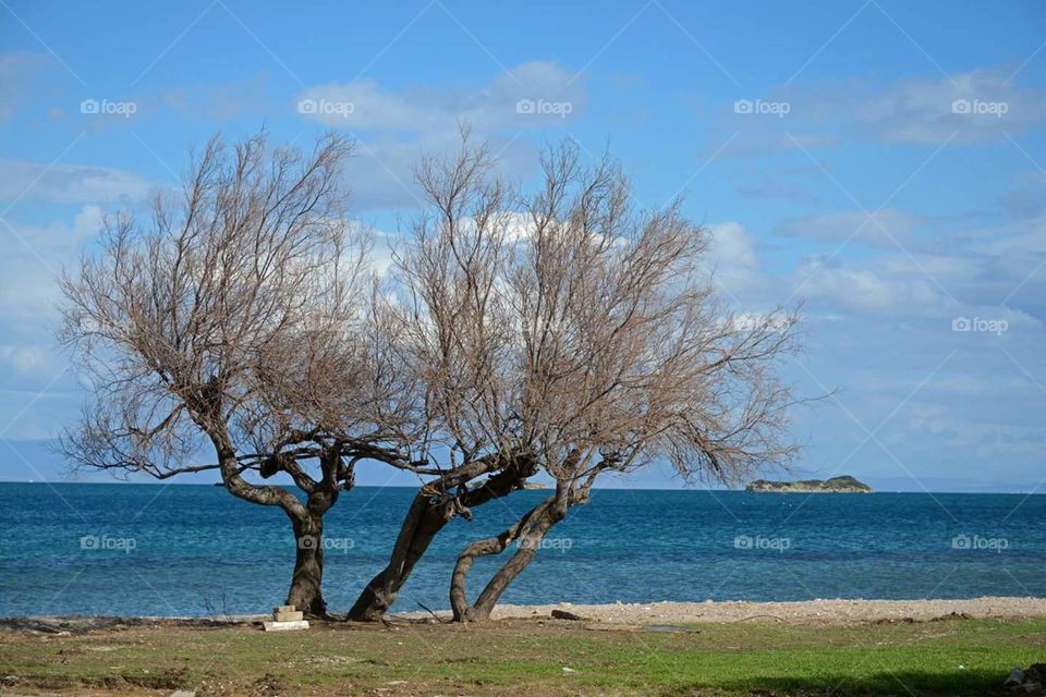 Sea sight with olive tree on the beach