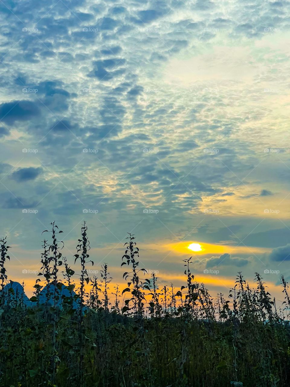 Beautiful scenery of sunset at the Kenaf farm