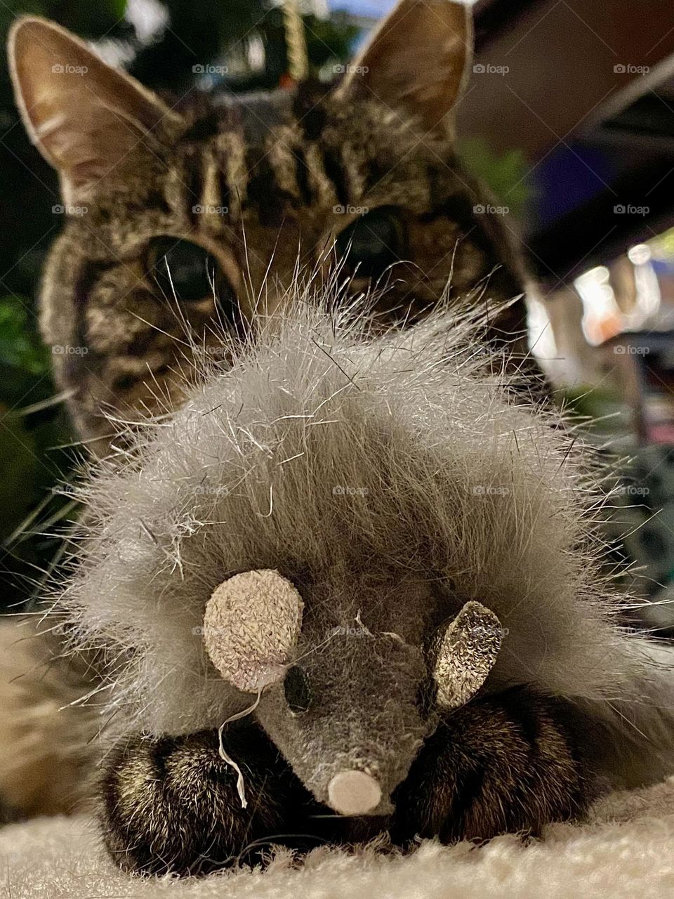 A tabby cat sitting with a fluffy grey toy mouse on her feet