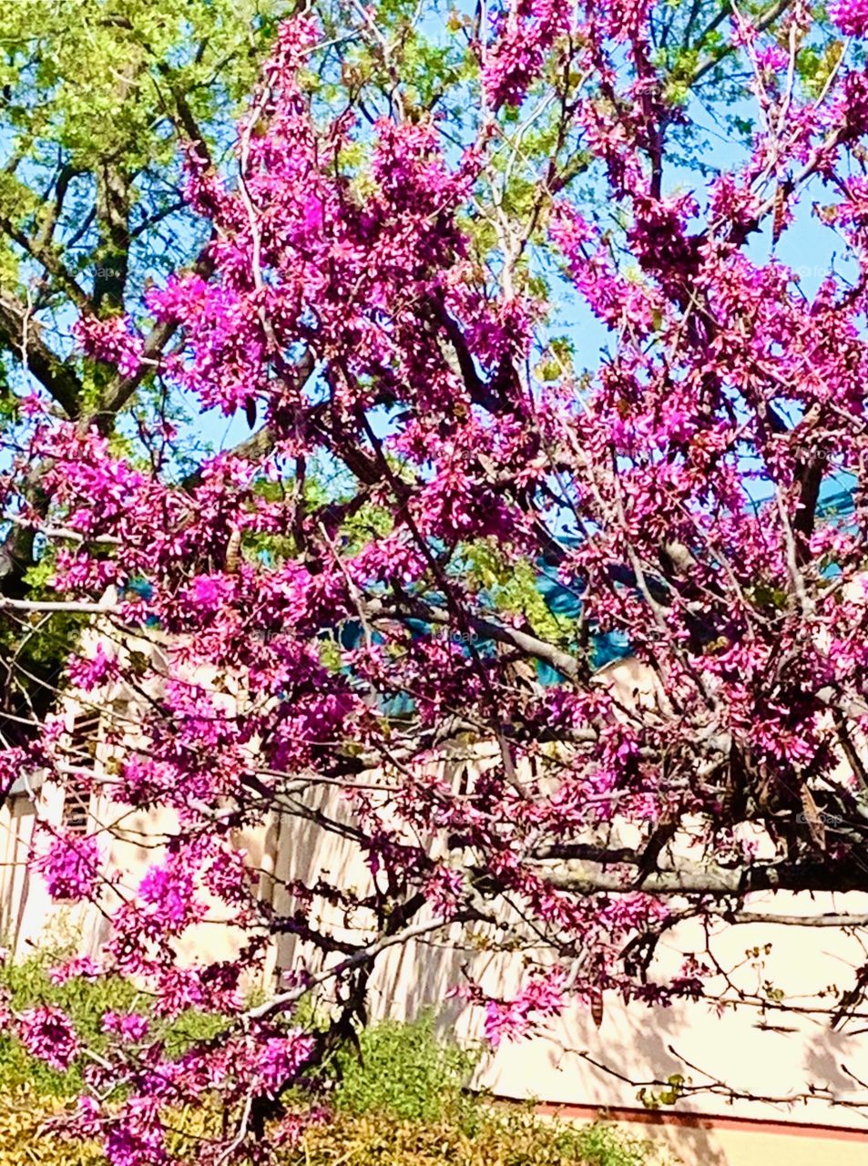 Purple and pink Springtime flowers in bloom in the trees 