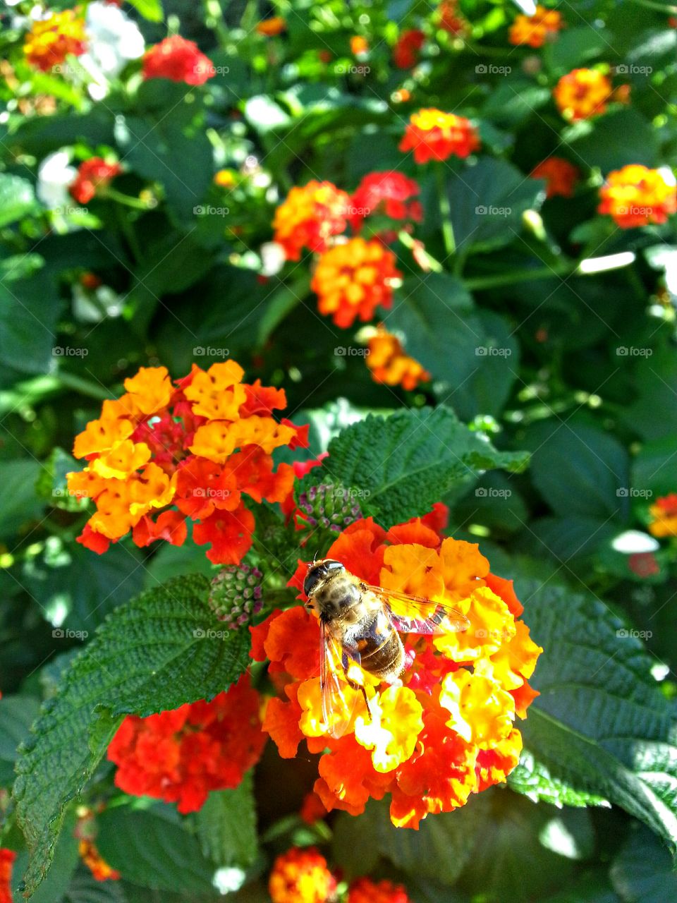 Bee on lantana flowers
