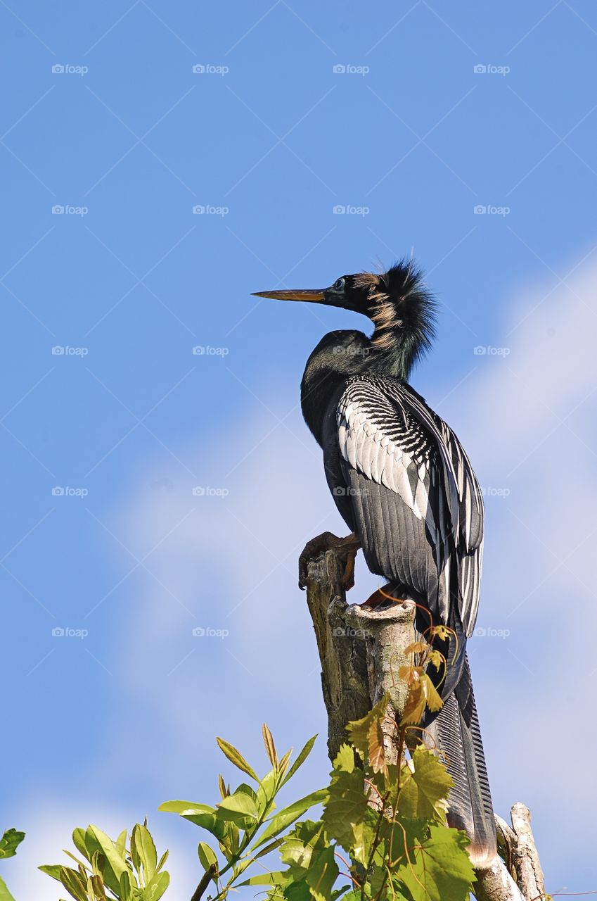 Portrait of an Anhinga on a tree stump.