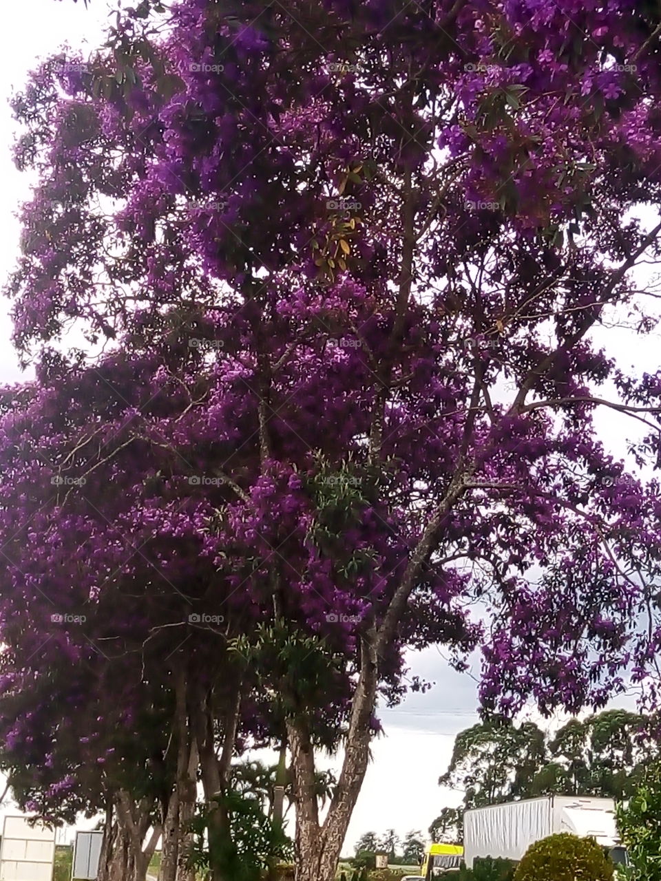 árvore de flores roxas