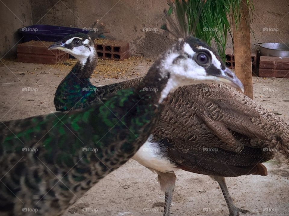young female peafowl forward  and male behind. ( 3 months old)