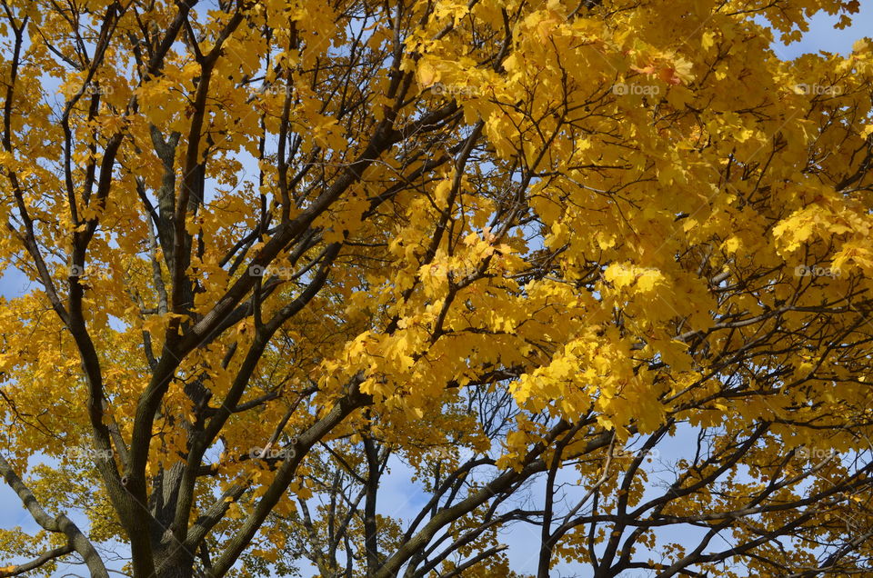 Yellow Fall Foliage