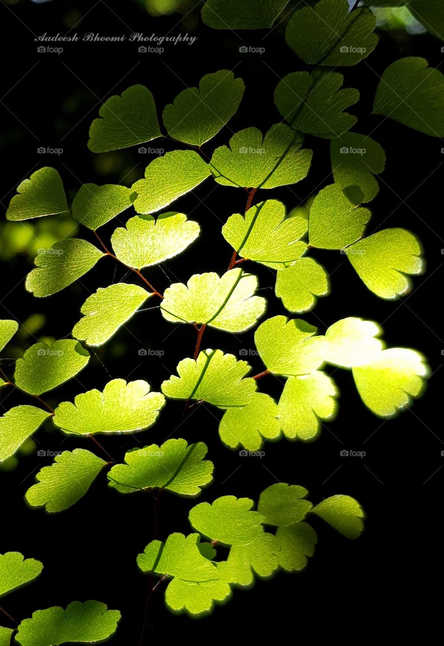 Backlight Photography