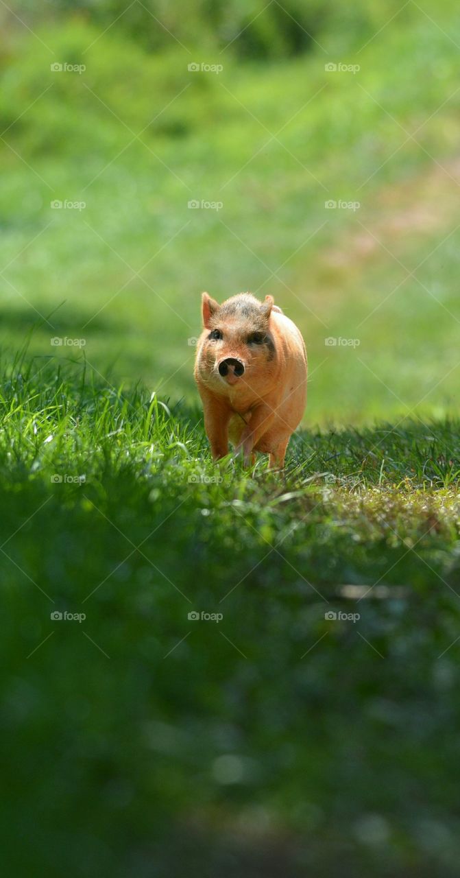 Galloping Pig