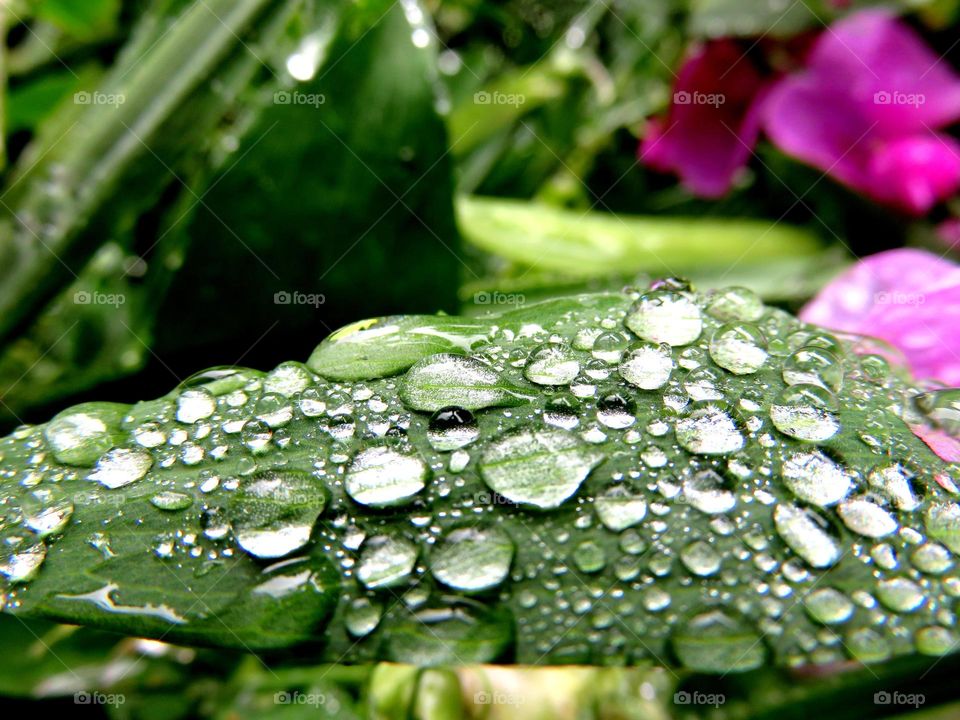 raindrops on foliage