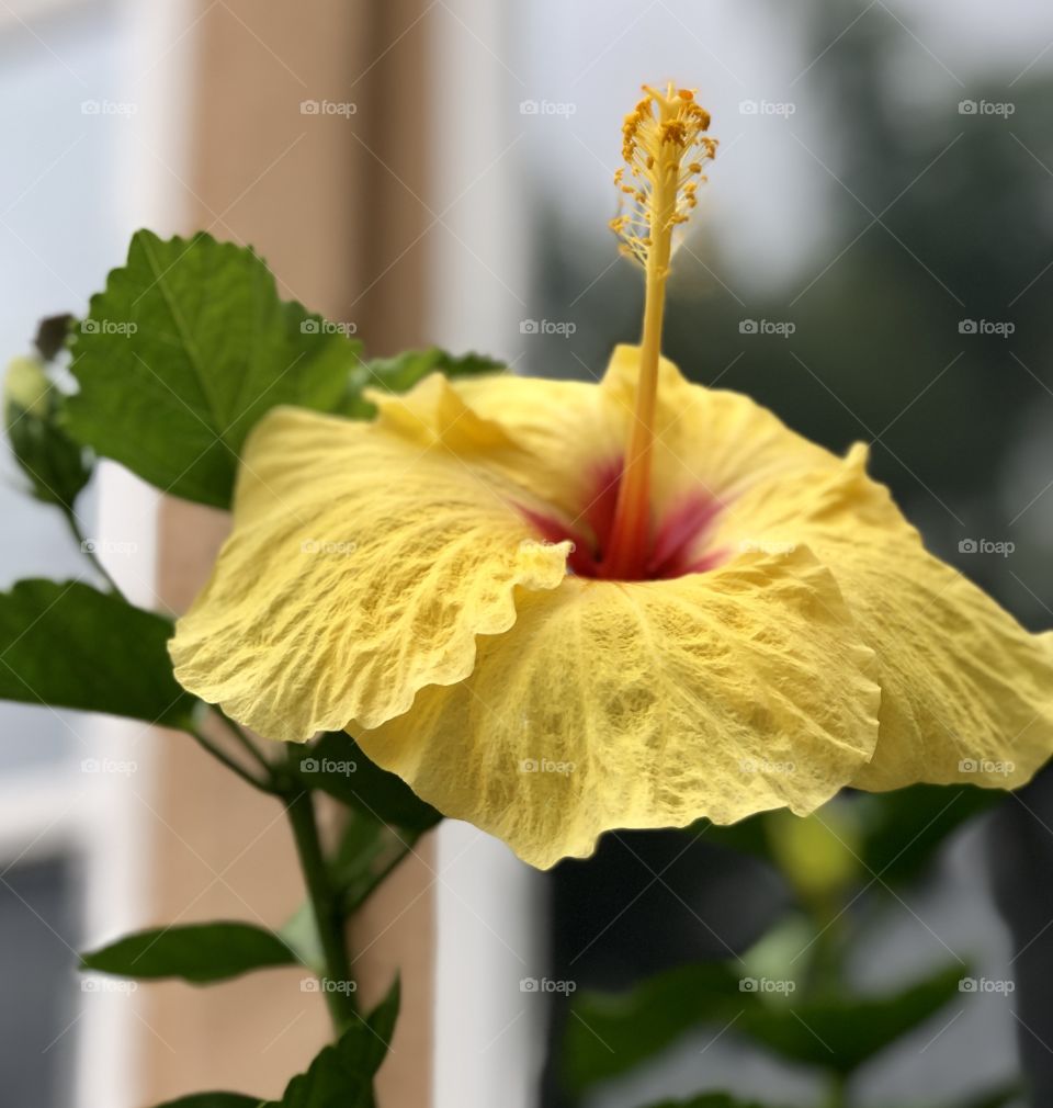 Foap Mission, The World In Macro. Stunning Yellow Hibiscus With Red Center and Blurred Background!