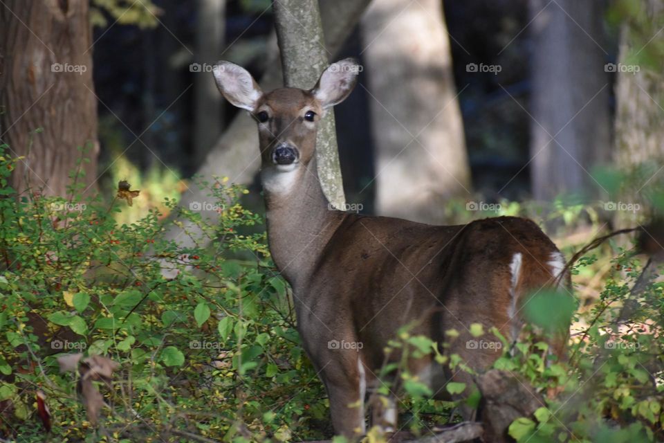 A doe on a cool fall morning