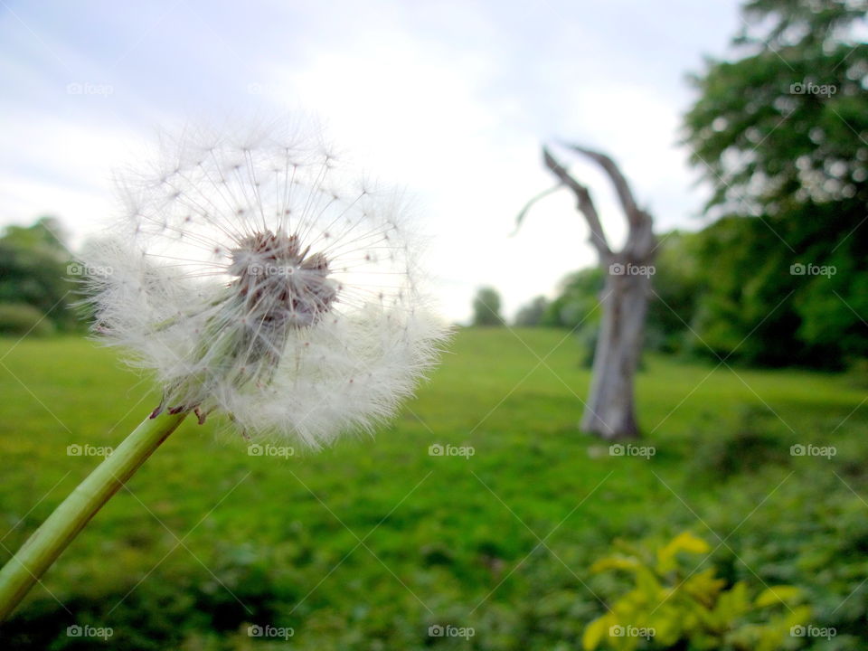 nature in macro