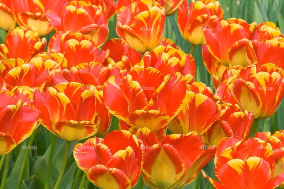 Tulips in Keukenhof