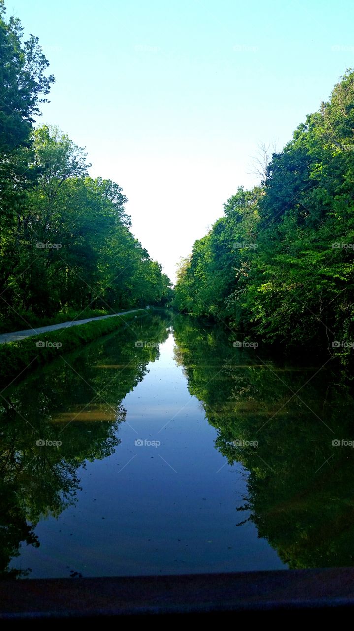 forest reflection