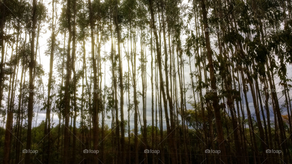 many eucalyptus trees by the roadside sunlight illuminates behind the forest