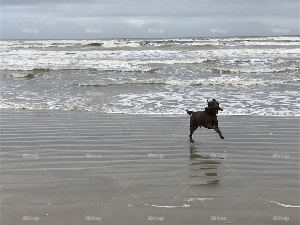 Dog on beach