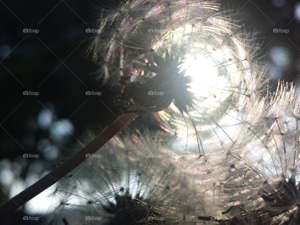 Wishes in the Morning