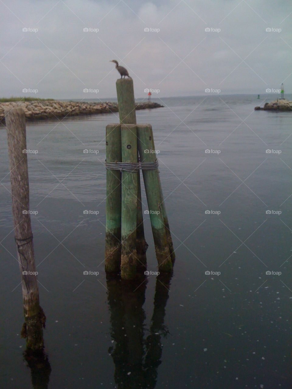 Cormorant on piling . Cormorant on piling 