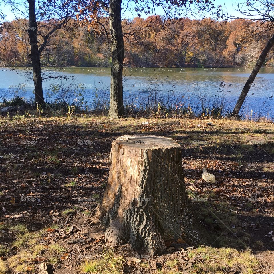 Log in The wood near The lake