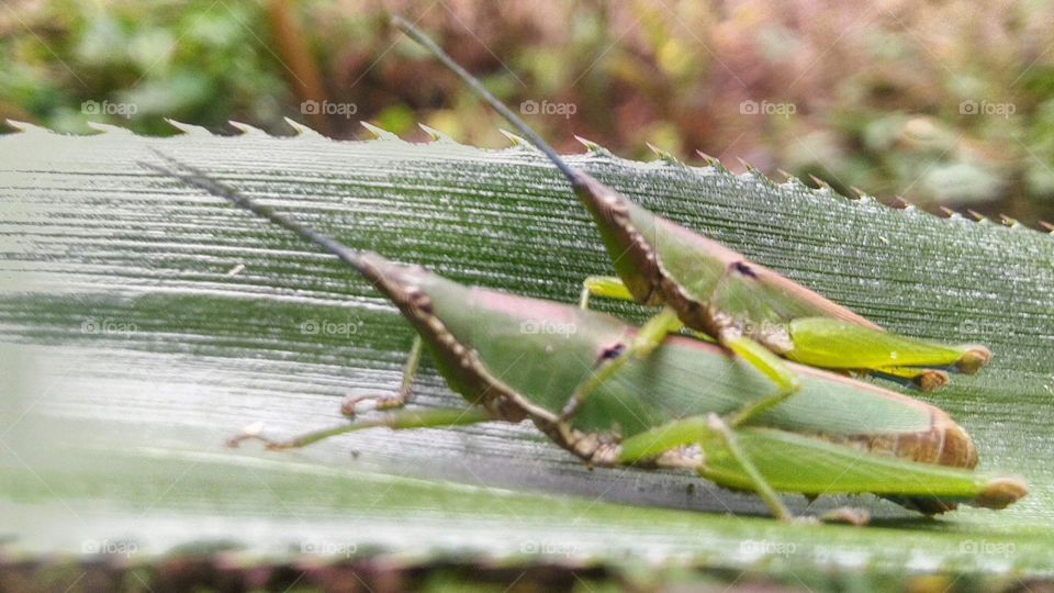 A pair of grasshoppers making love