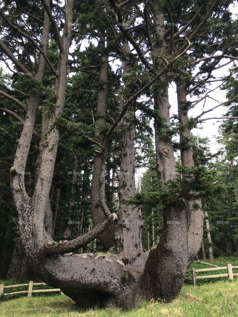 Octopus tree 