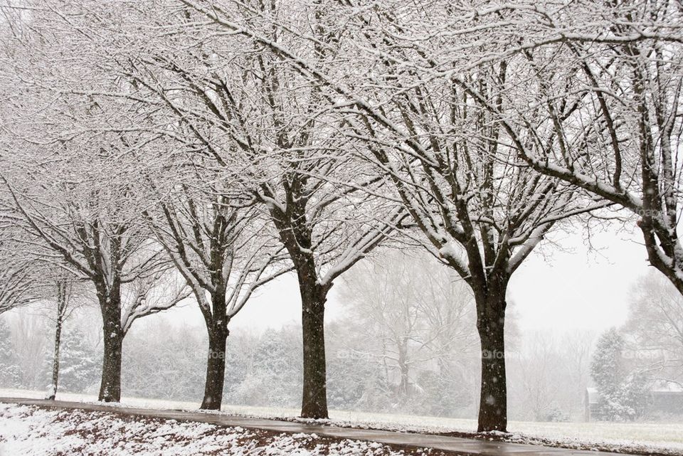 Snow Trees