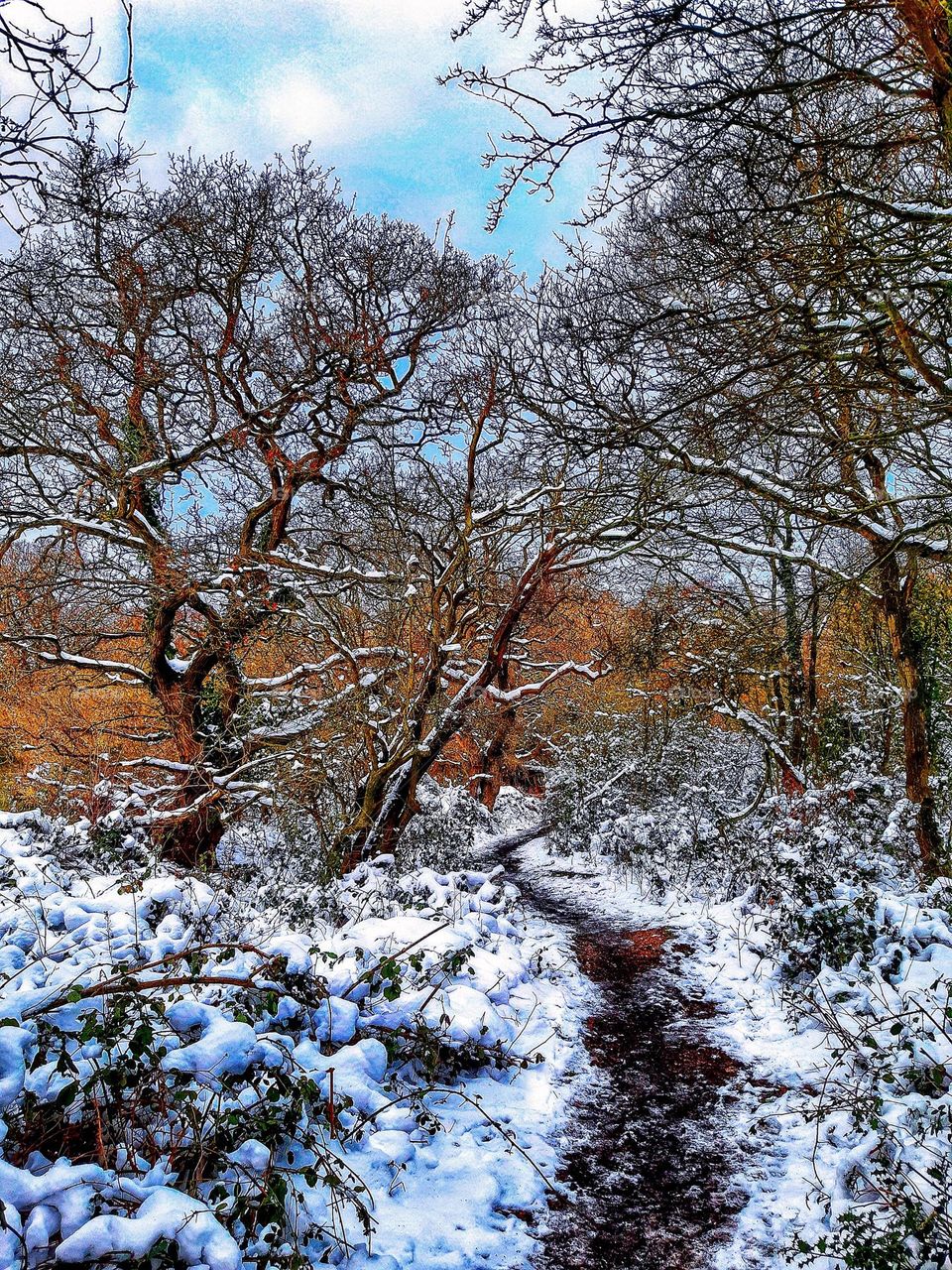 Snowy landscape with snow dusted bare trees either side of a dark path with autumnal coloured trees and blue sky in the background