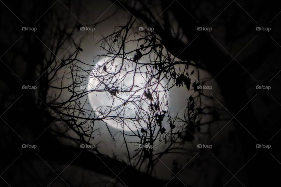 Stunning moon through the trees. " A little bit Witchy."