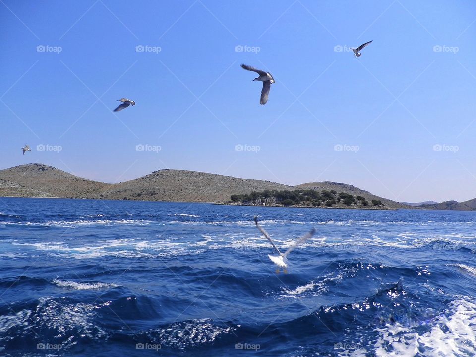 View of bird flying over sea, Croatia