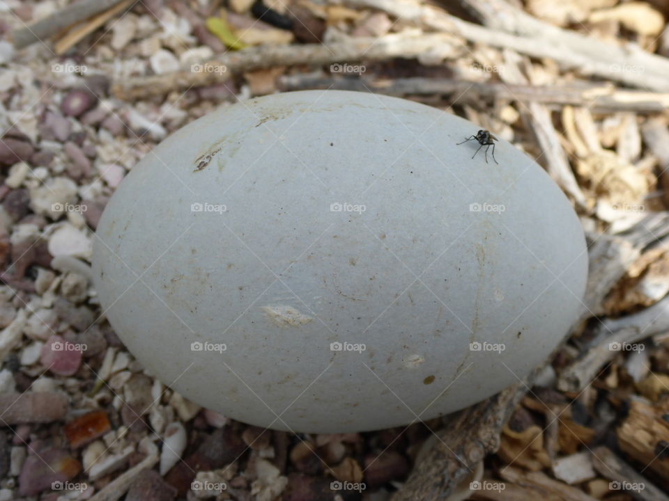 Egg