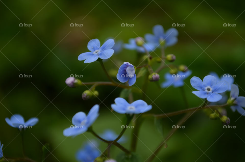 Little blue flowers