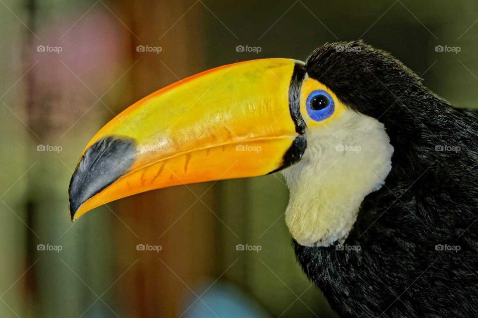 toucan bird portrait