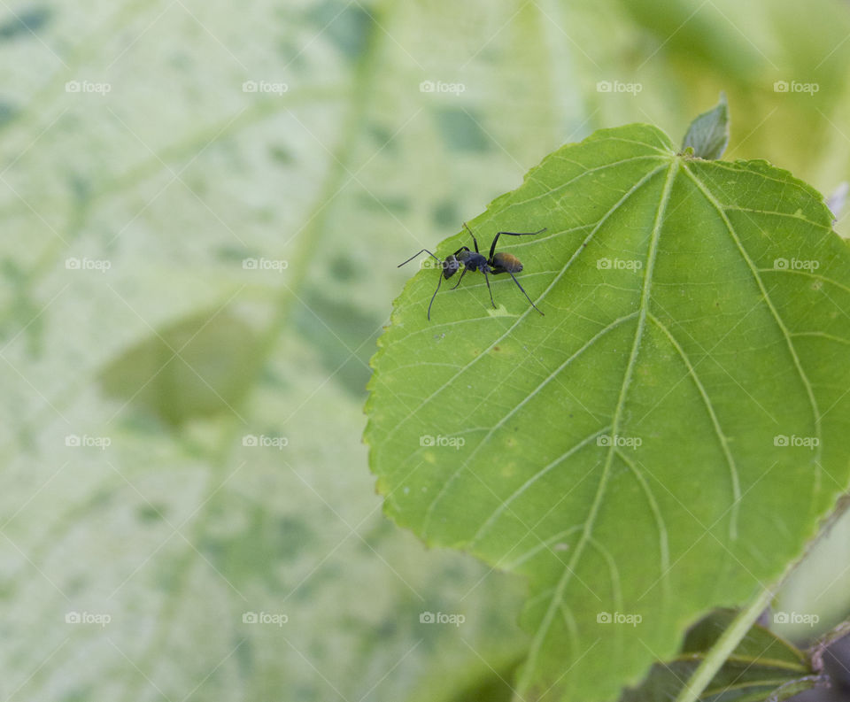 Macro Ant on a leaf