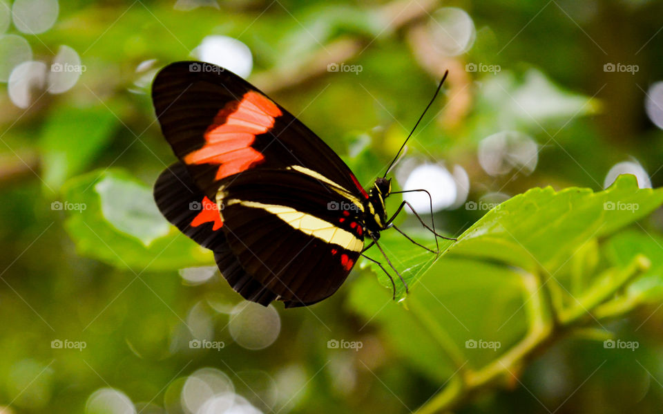 butterfly in the tree