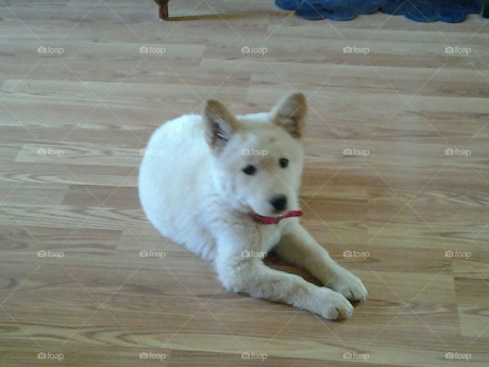 Dog, Mammal, Canine, Cute, Portrait