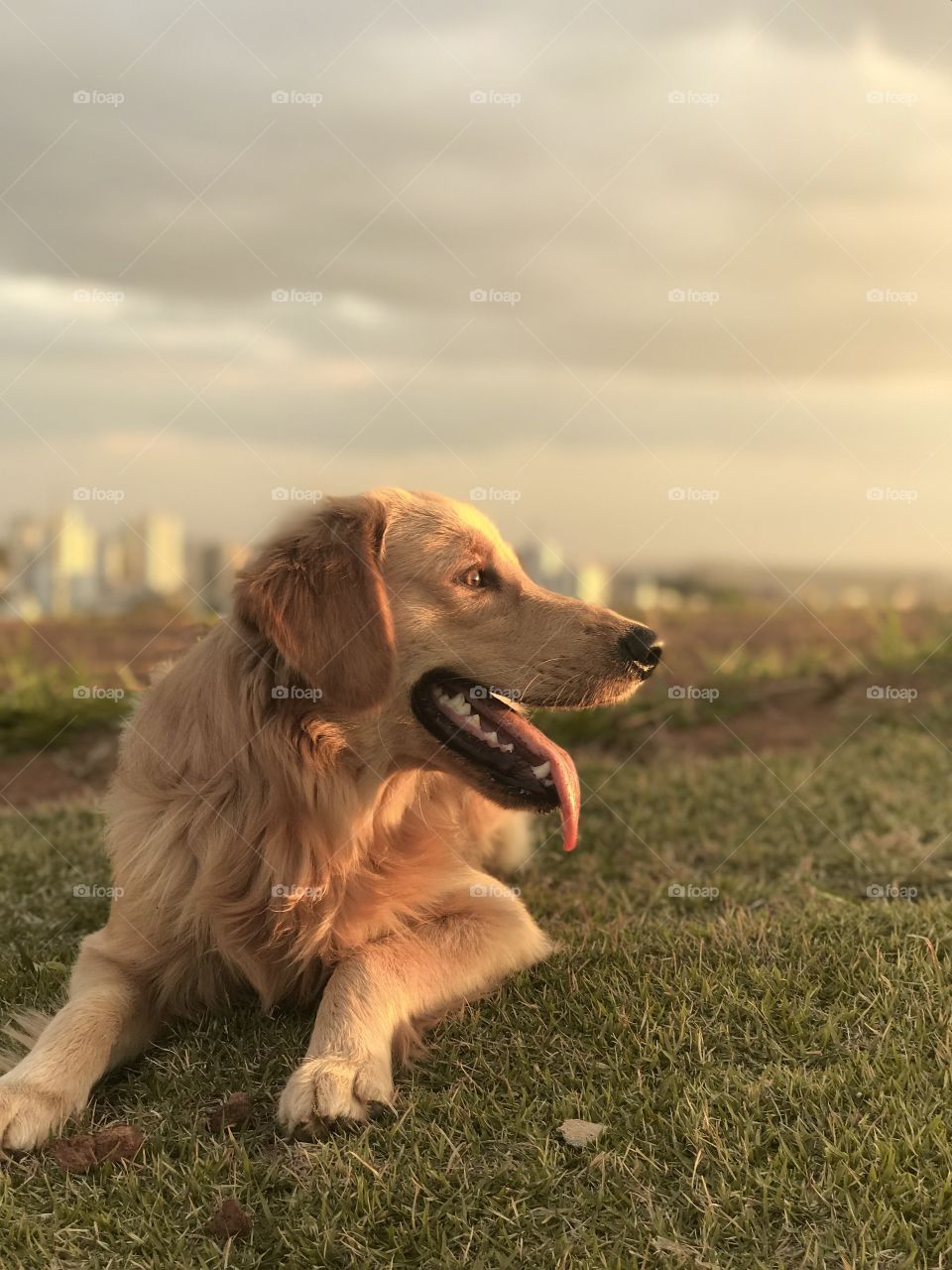 Sunset dog 