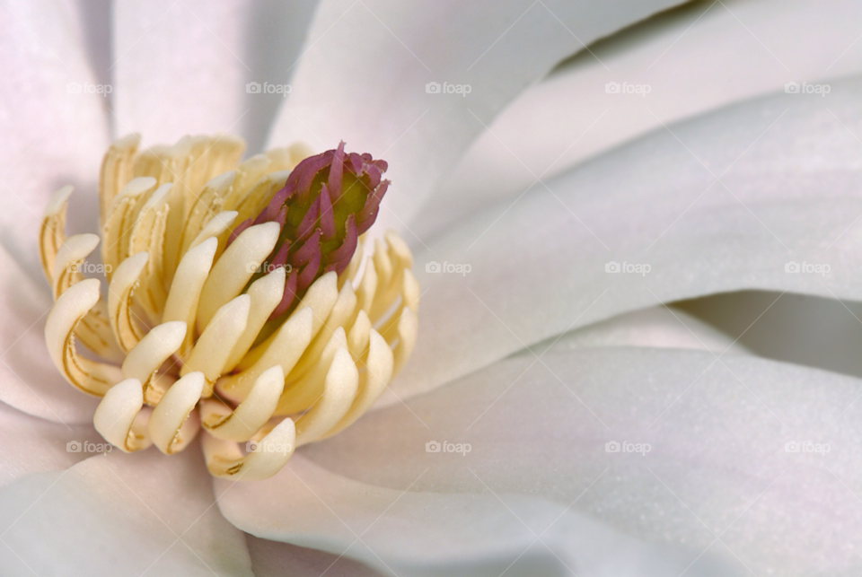spring pink flower macro by mparratt